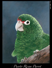 Parrot2