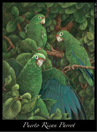 Parrot_1