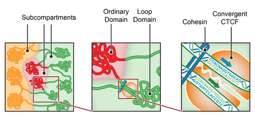 genome loops and domains