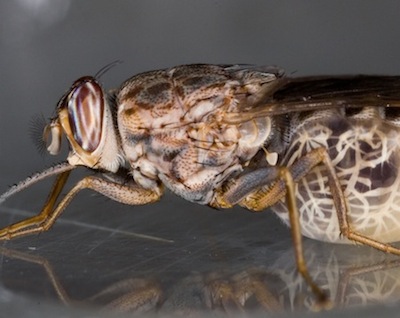 tsetse fly