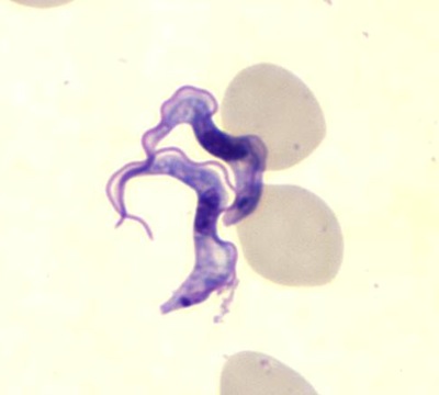 trypanosome